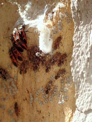 Arocatus sp.